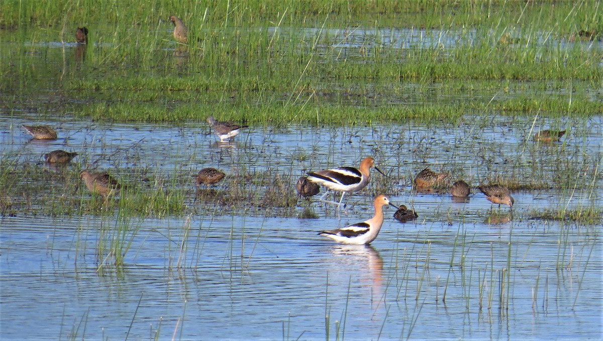 Avocette d'Amérique - ML56756011