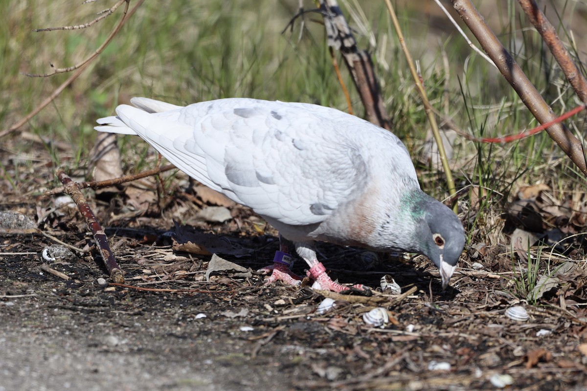 Pigeon biset (forme domestique) - ML567560321