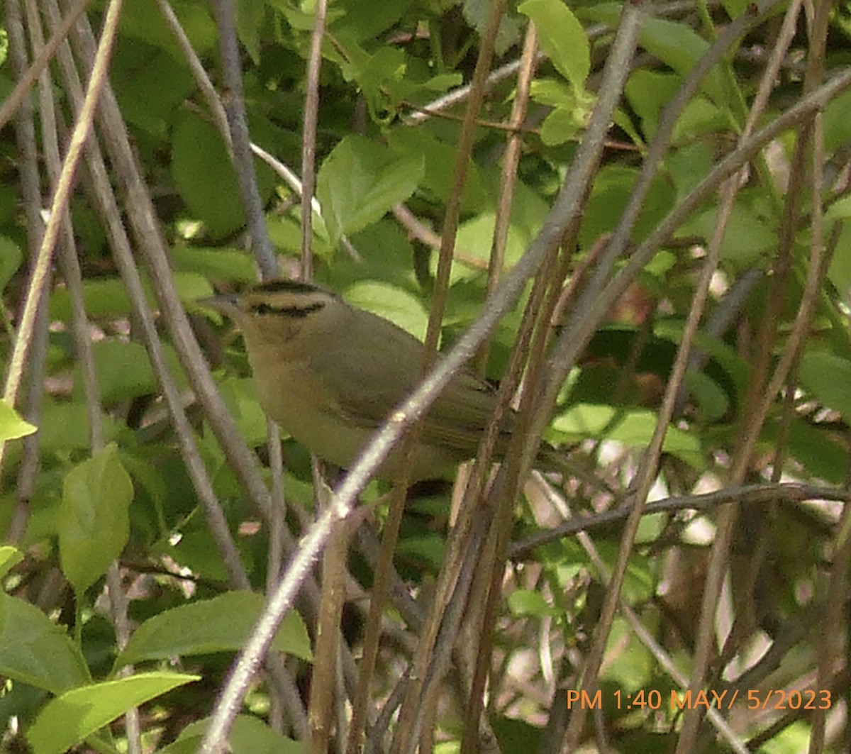 Worm-eating Warbler - Sam Skinner