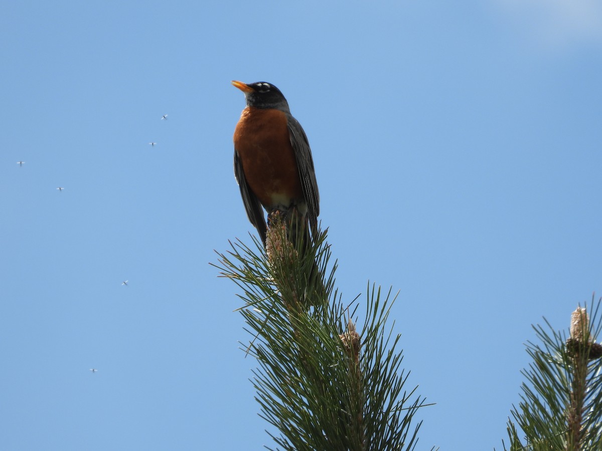 Wanderdrossel - ML567562051