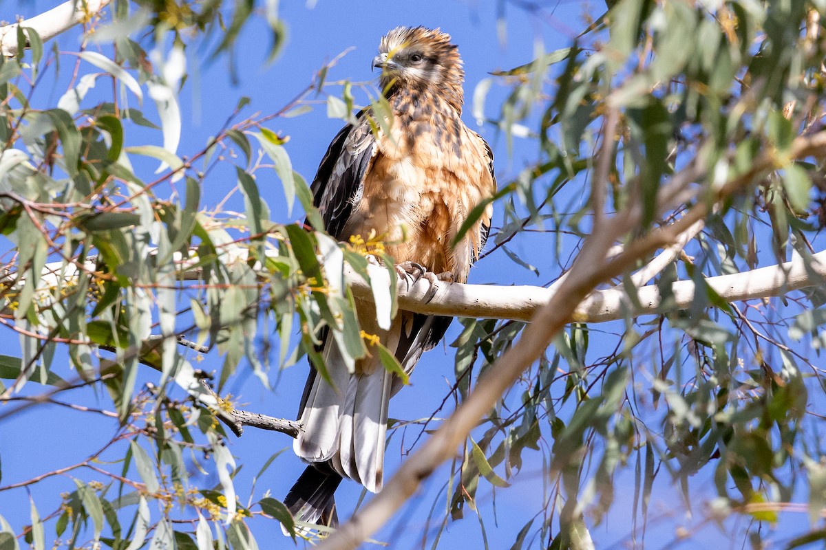 Square-tailed Kite - ML567562181