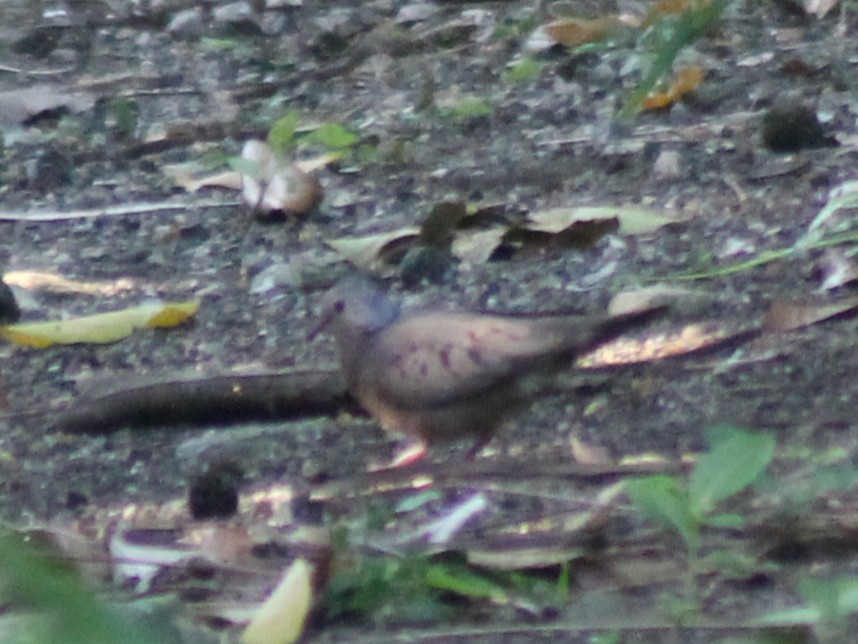 Common Ground Dove - ML567562261