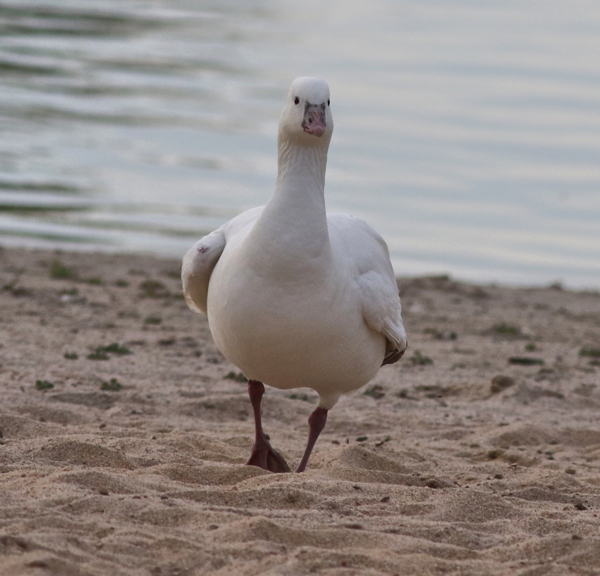 Ross's Goose - ML567563031