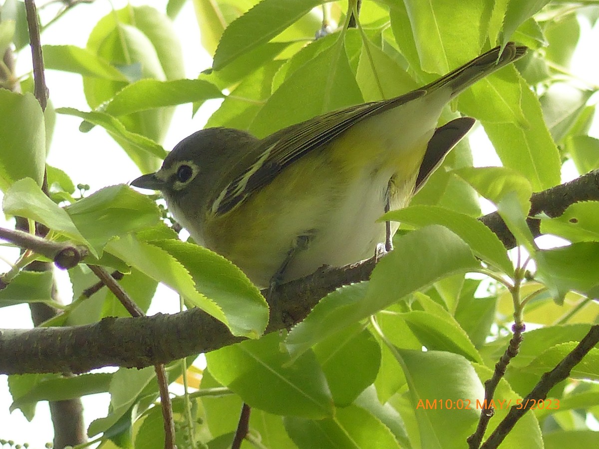 Blue-headed Vireo - Sam Skinner