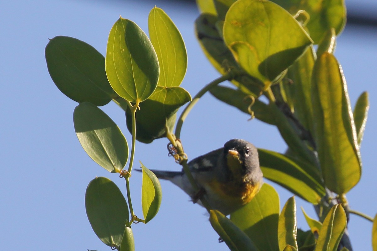 Northern Parula - ML567563831