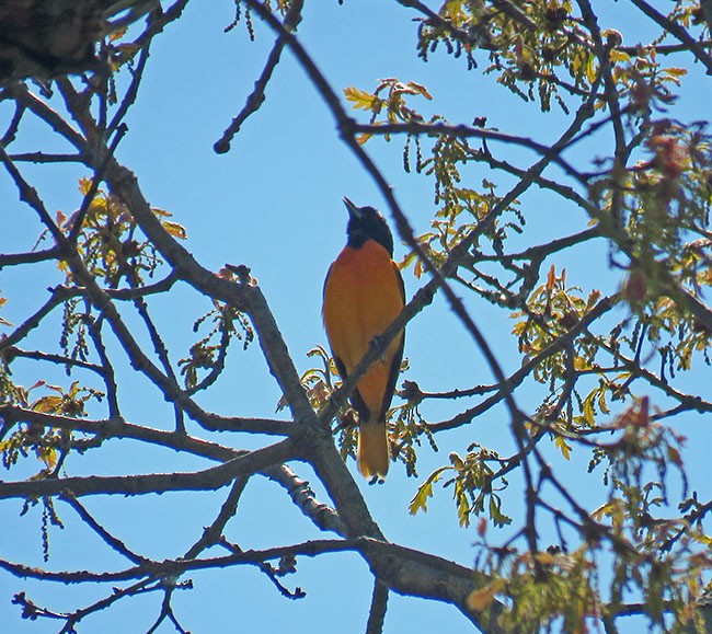 Baltimore Oriole - ML567564131