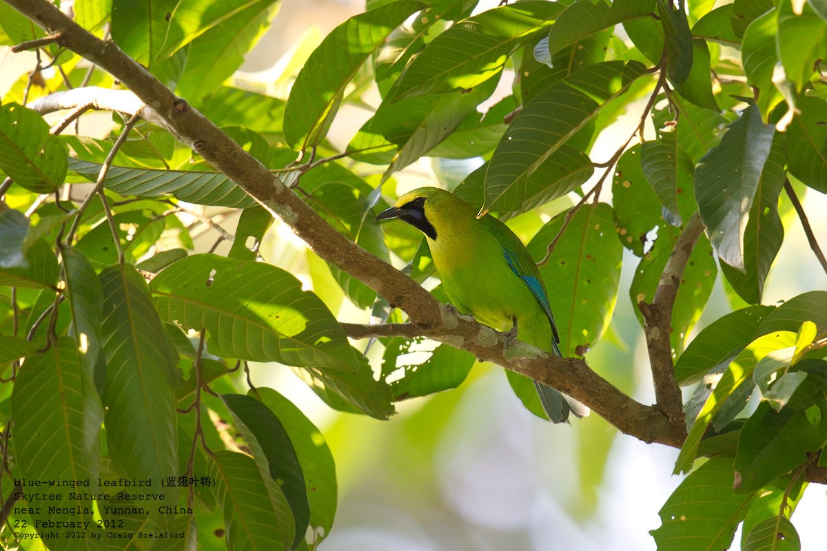 Blue-winged Leafbird - Craig Brelsford