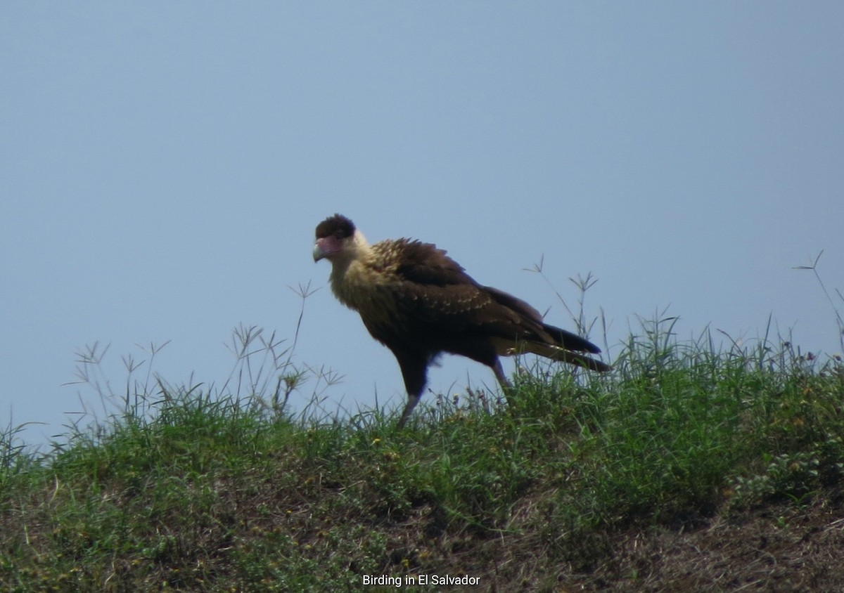 Crested Caracara - Benjamin Rivera Birding Tour Guide