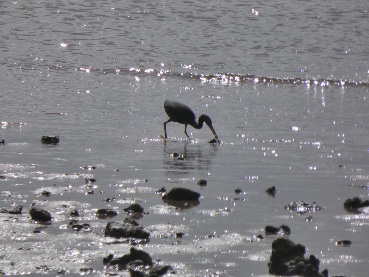 Pacific Reef-Heron - ML567566971