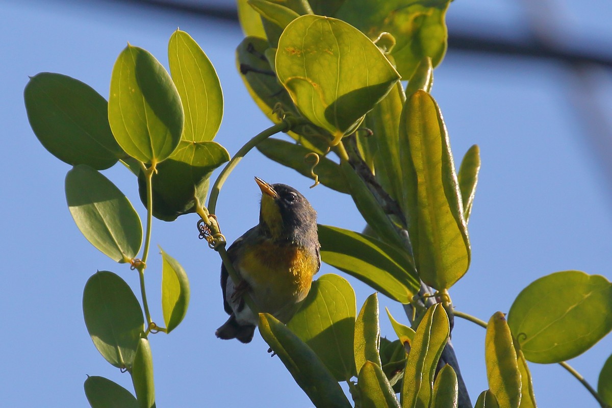 Northern Parula - ML567567061
