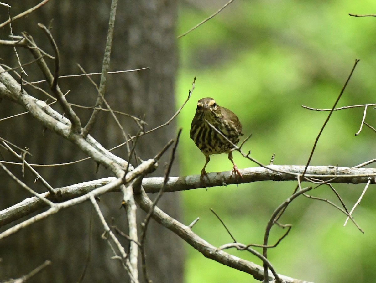 Northern Waterthrush - ML567567471