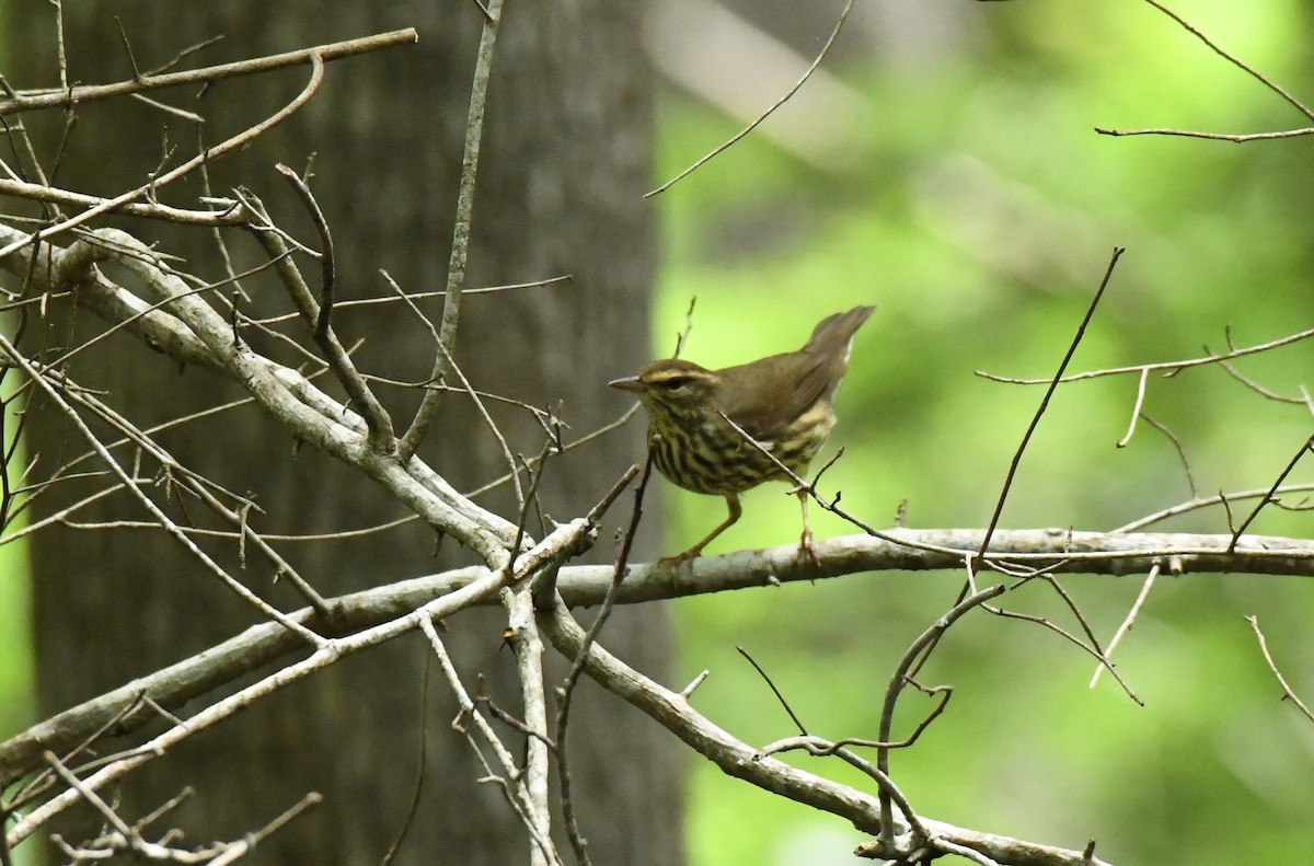 Northern Waterthrush - ML567567481
