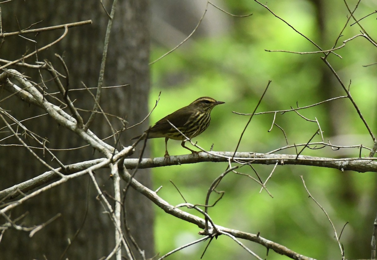 Northern Waterthrush - ML567567501