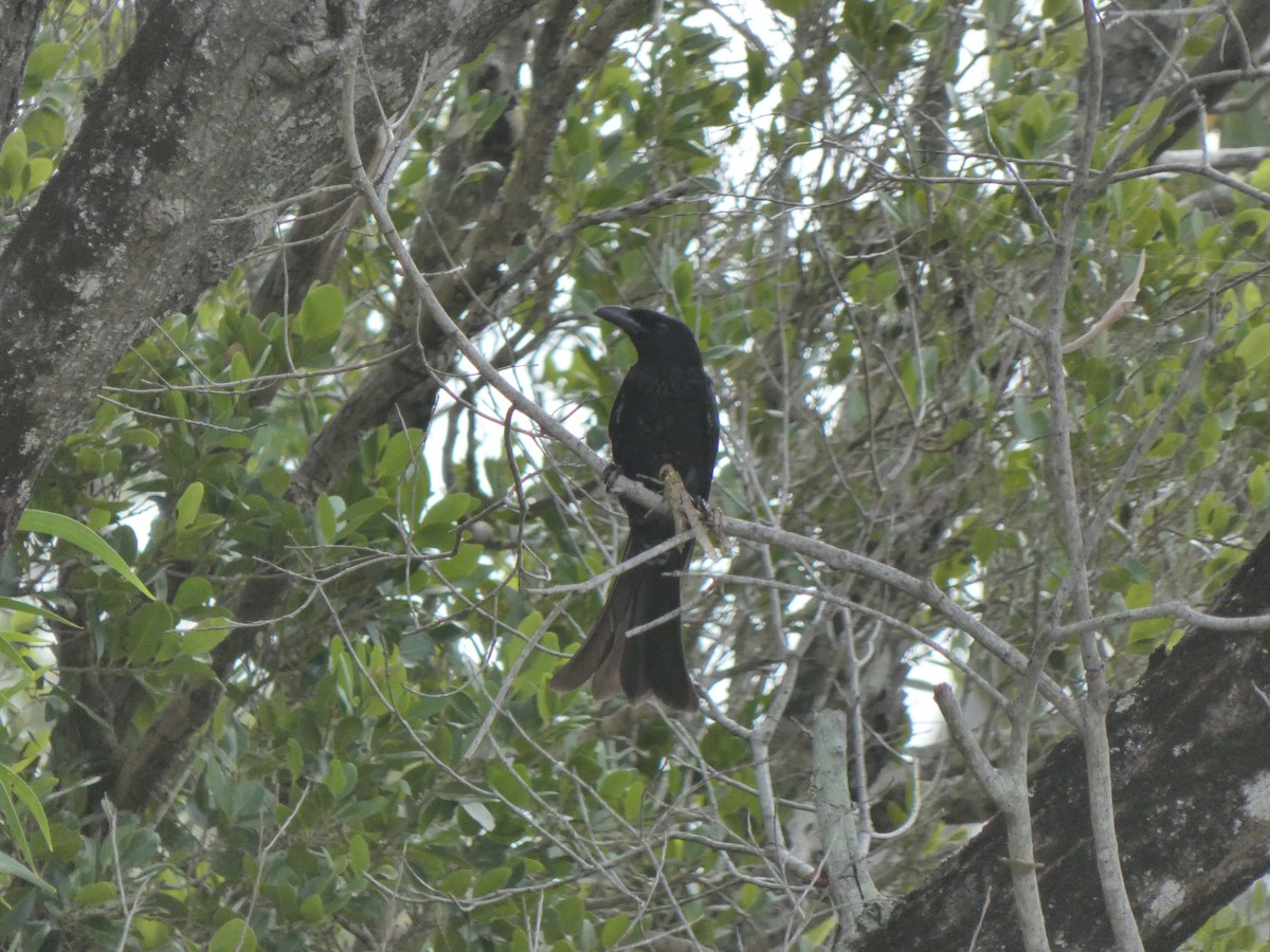 Spangled Drongo - ML567567531