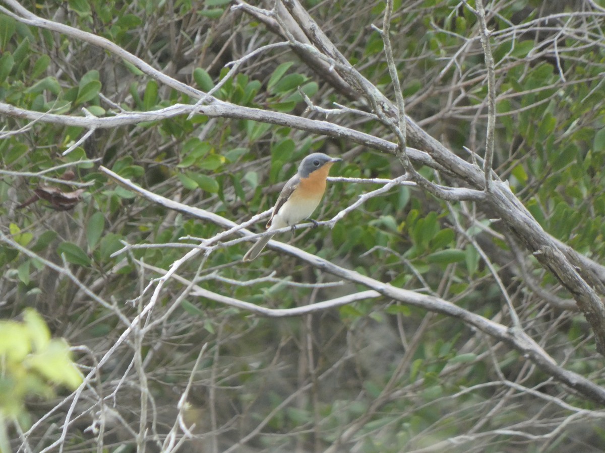 Leaden Flycatcher - ML567567811