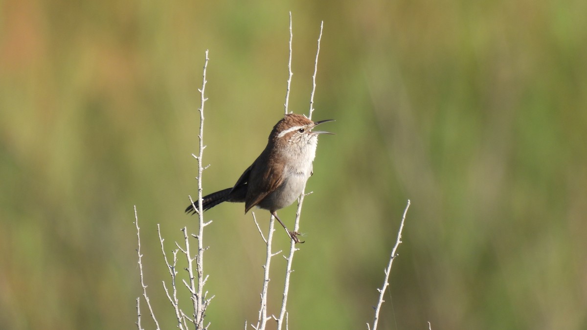 Bewick's Wren - Karen Evans