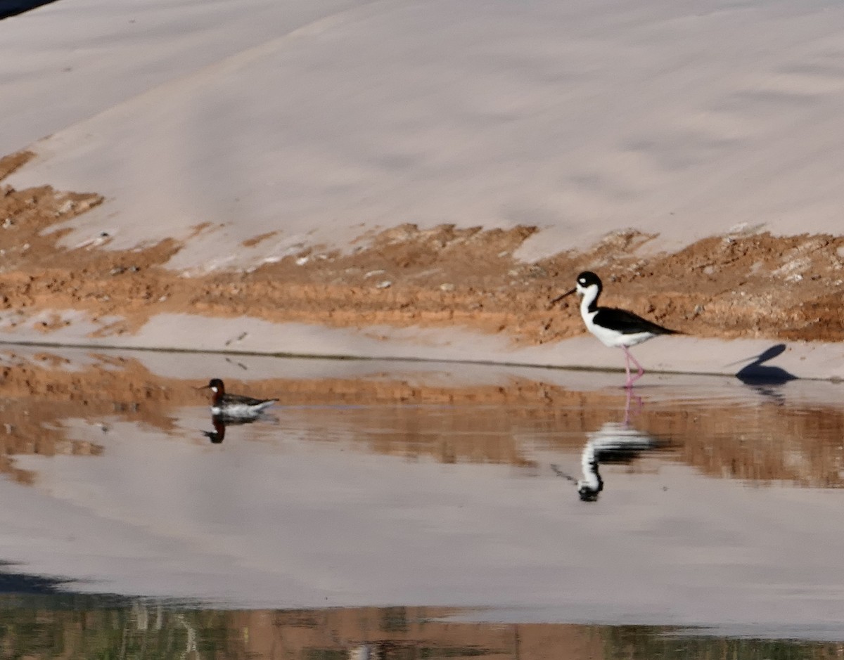 Phalarope à bec étroit - ML567568141