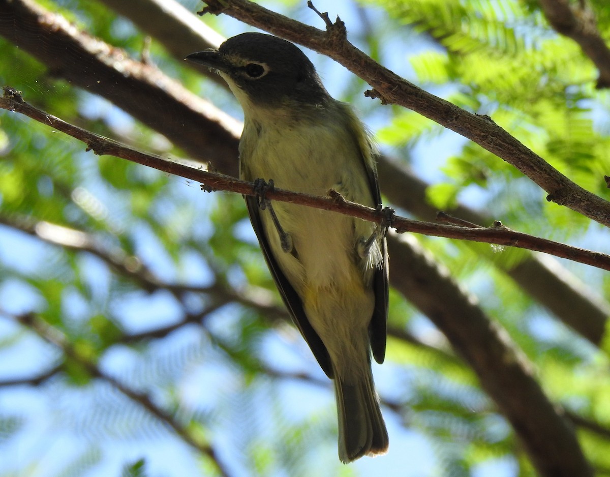 Vireo de Cassin - ML567568861