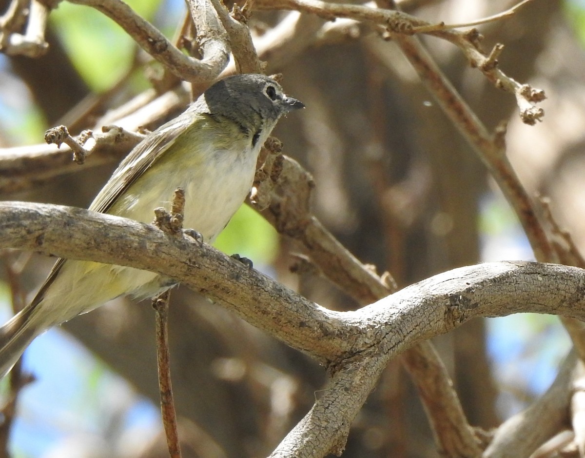 Cassin's Vireo - ML567568961