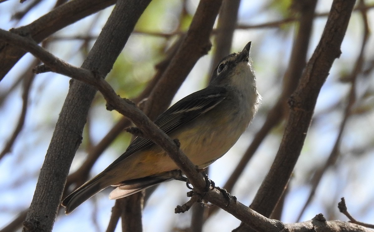 Cassin's Vireo - ML567569051