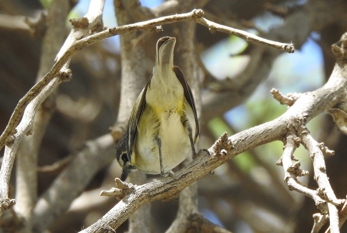 Cassin's Vireo - ML567569261