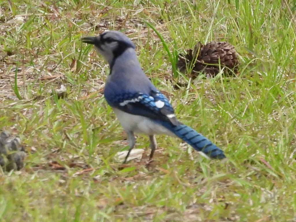 Blue Jay - ML567569271