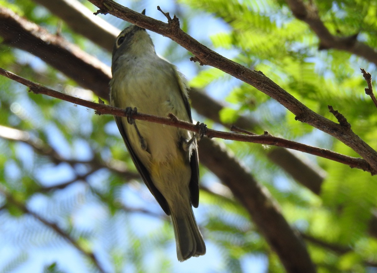 Cassin's Vireo - Chris Dean