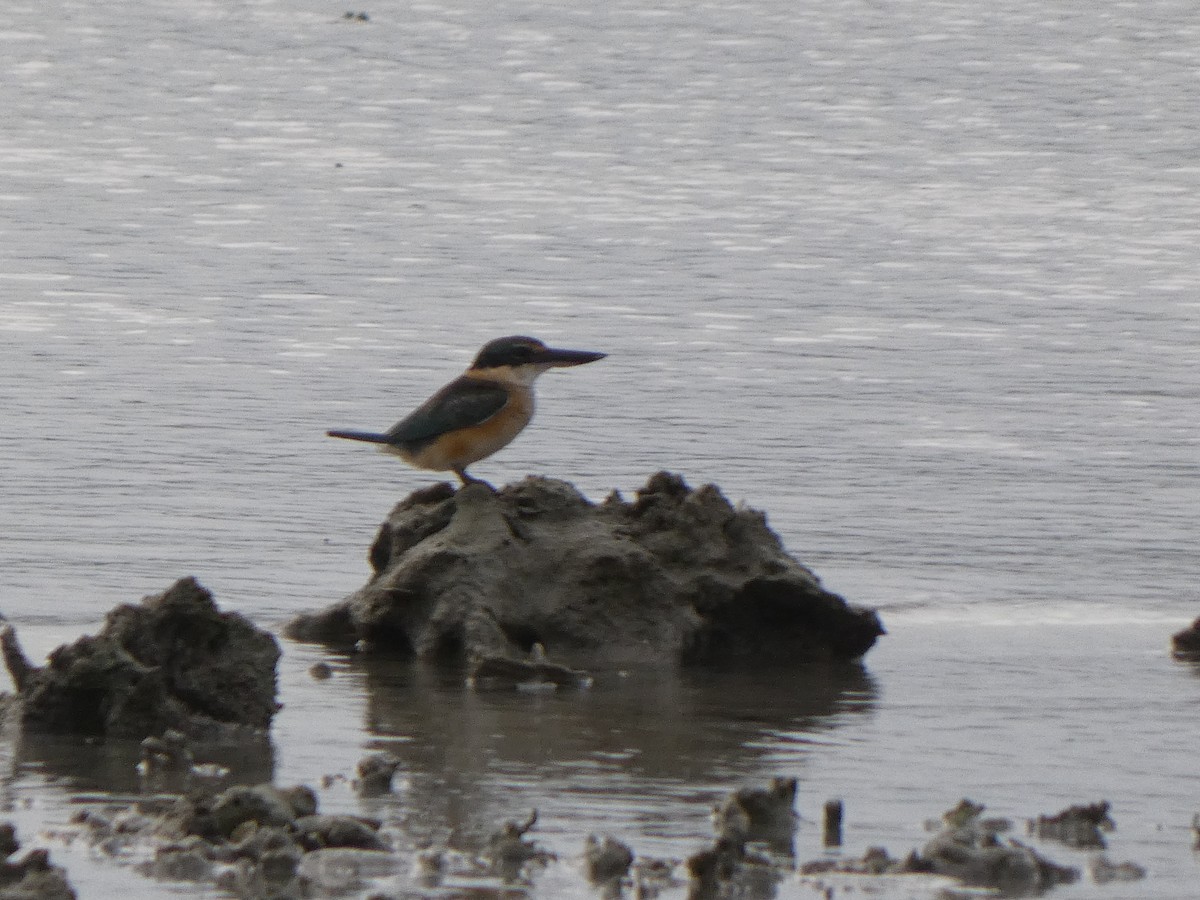 Sacred Kingfisher (Australasian) - ML567569971