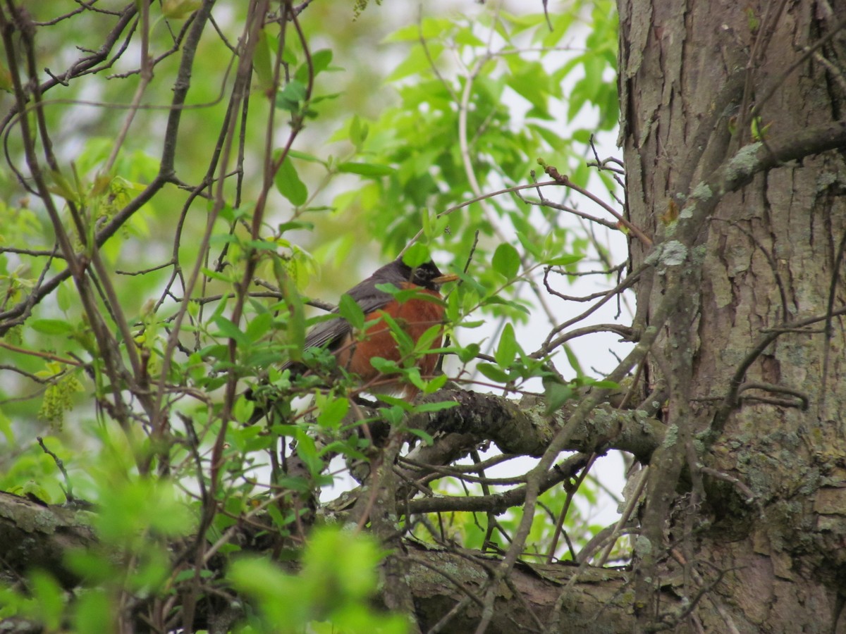 American Robin - ML56757051