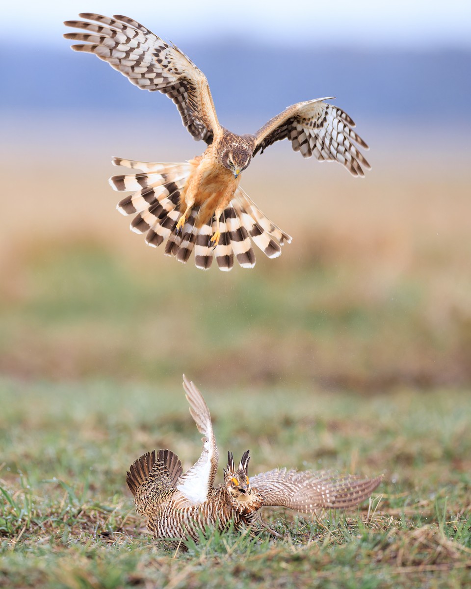 Northern Harrier - ML567571401