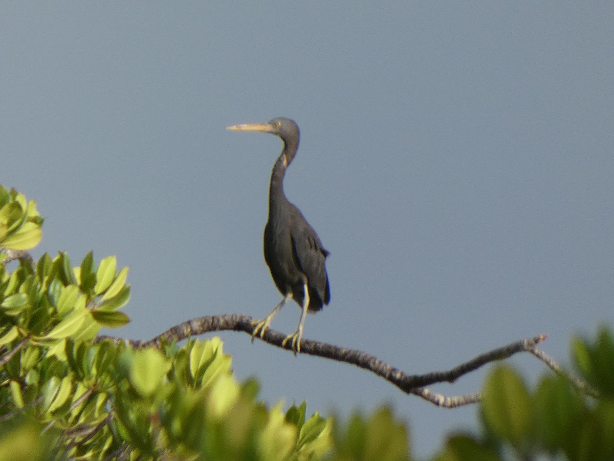 Pacific Reef-Heron - ML567571561