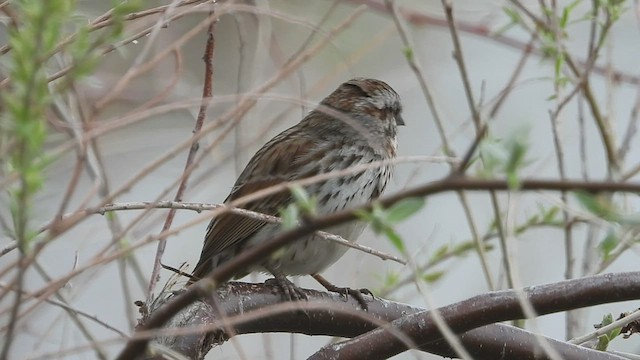 Song Sparrow - ML567573701