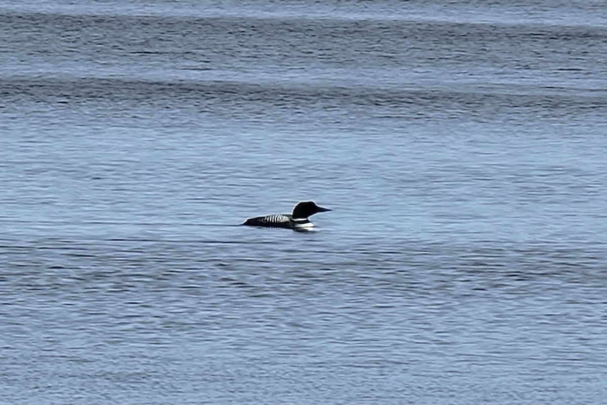 Common Loon - Kathie Brown