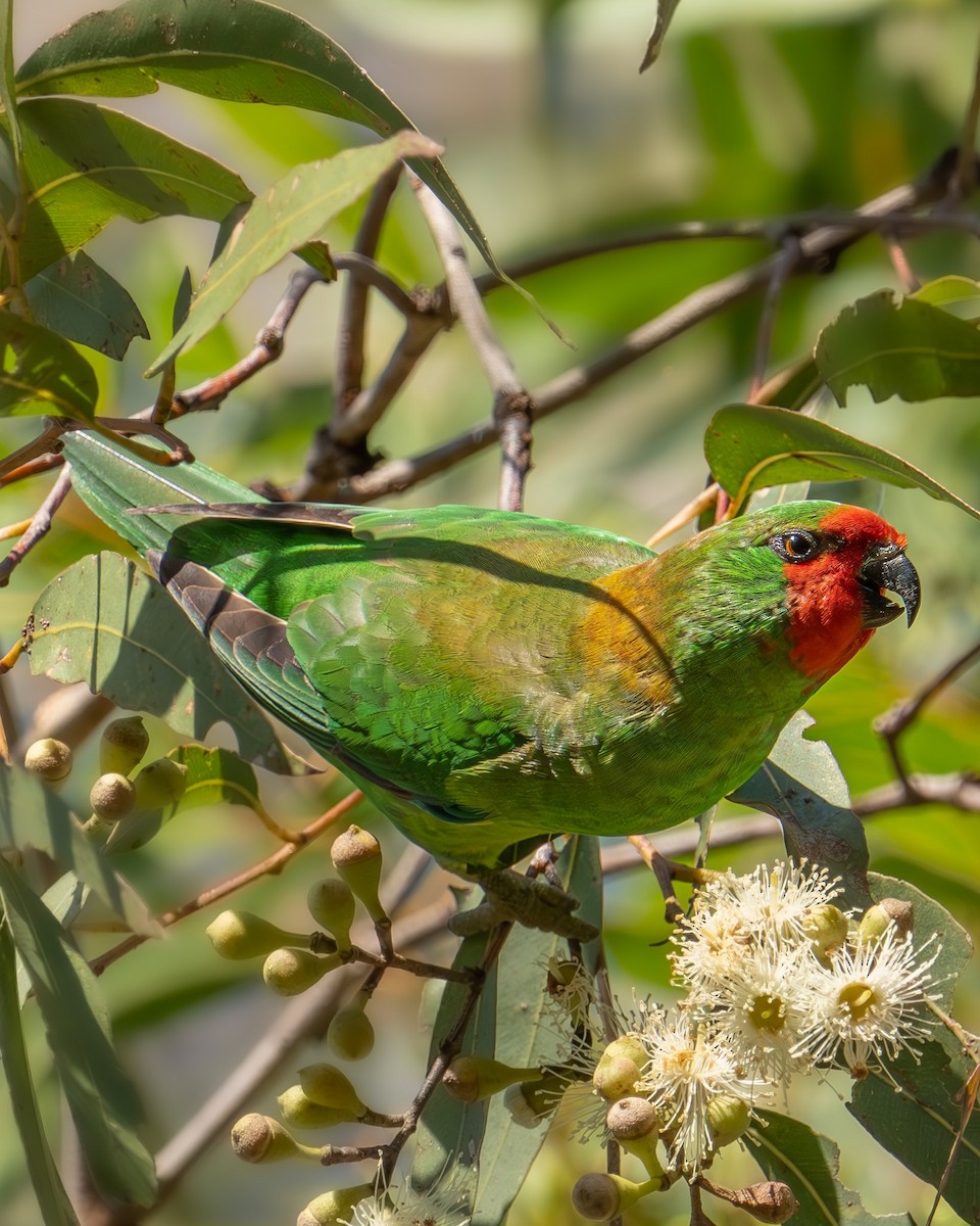 Little Lorikeet - ML567576141