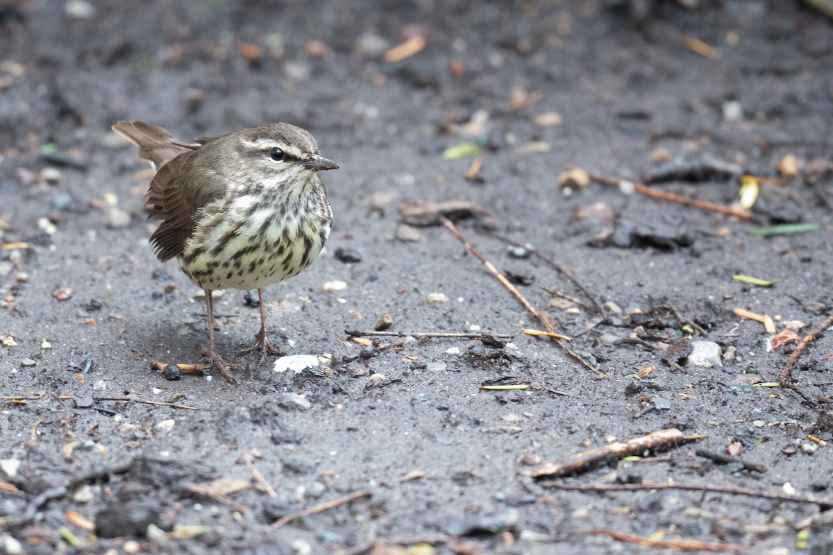 Northern Waterthrush - ML567576431