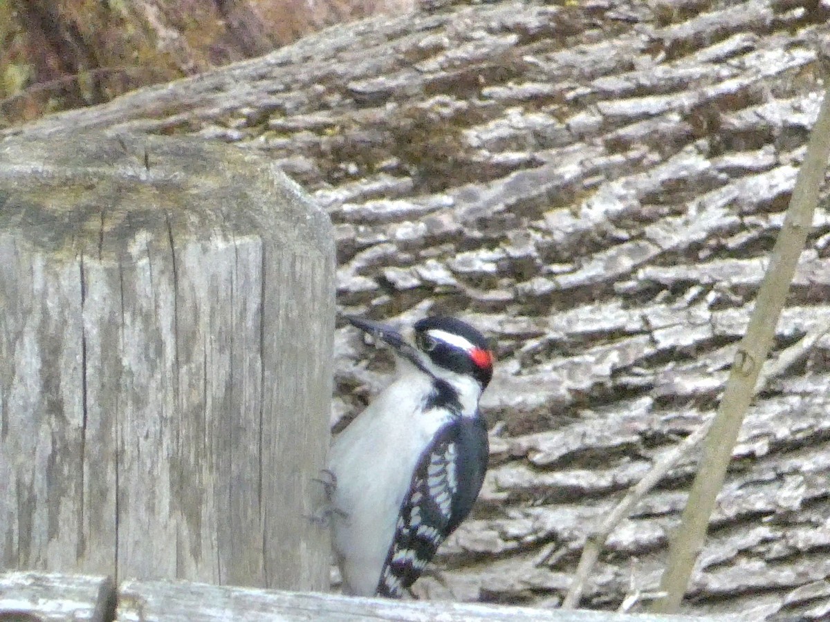 Hairy Woodpecker - ML567577991