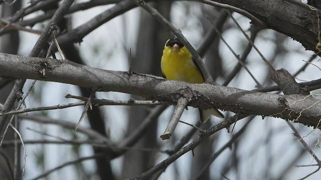 American Goldfinch - ML567578571