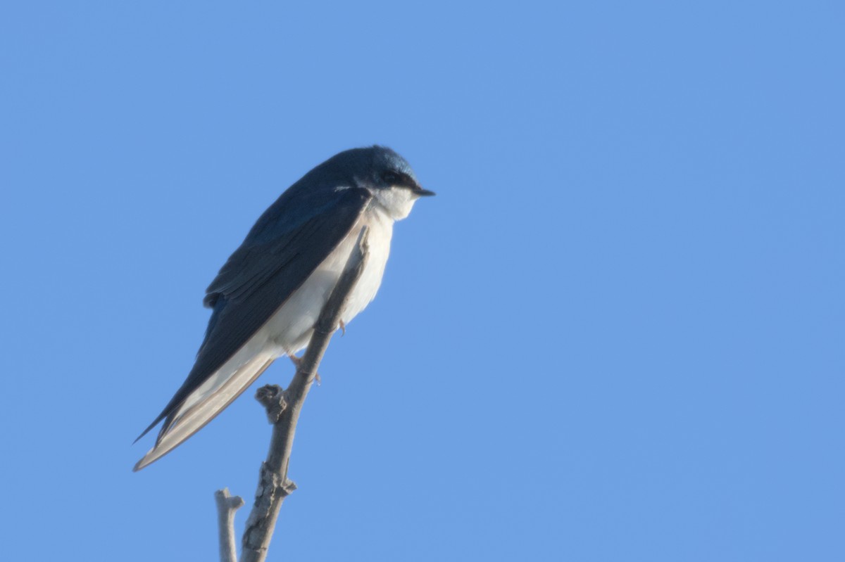 Tree Swallow - ML567579751