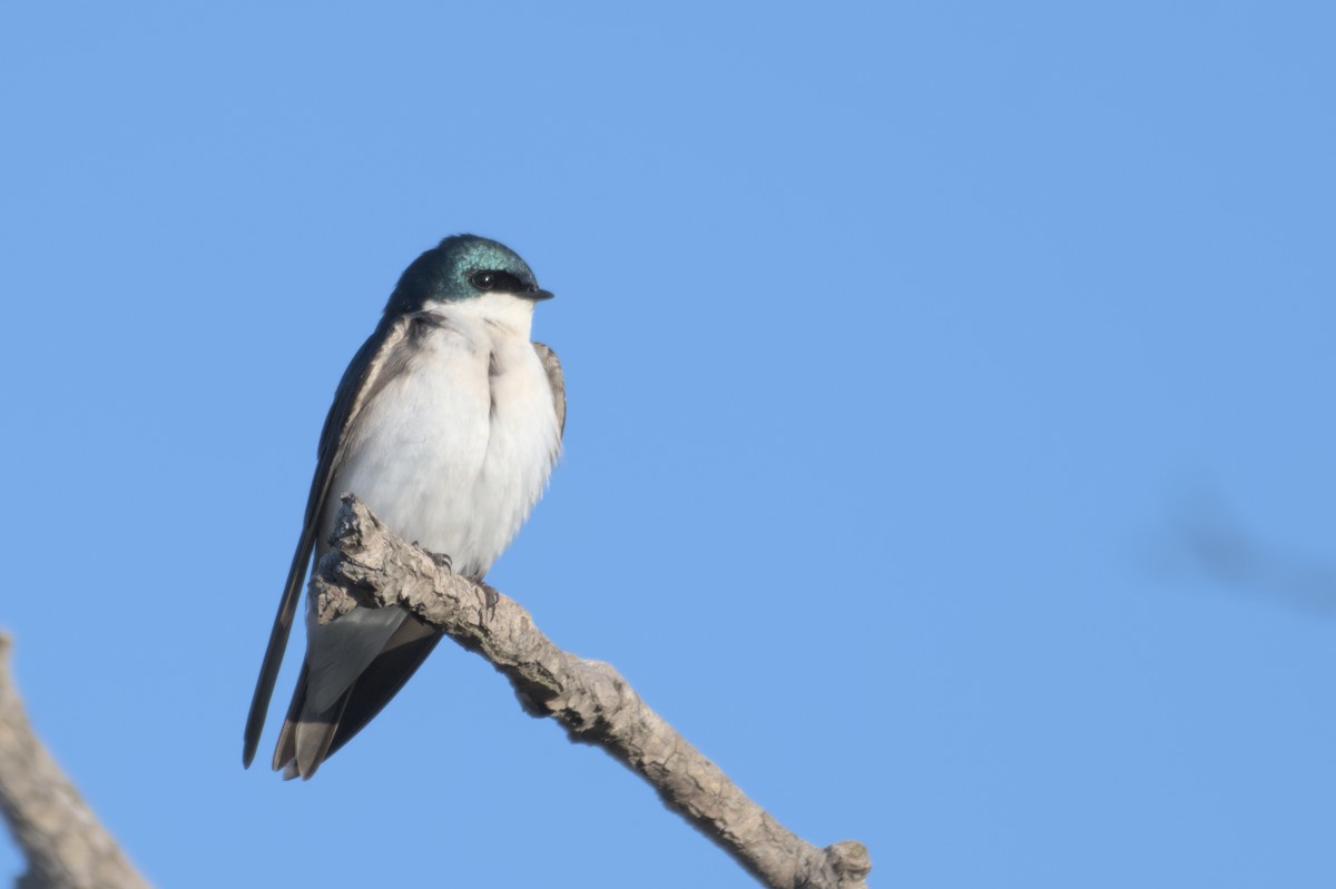 Tree Swallow - ML567579761