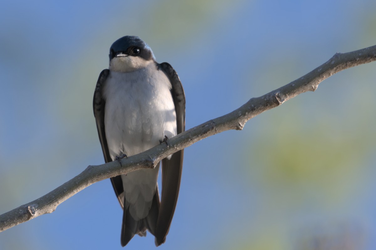 Tree Swallow - ML567579791