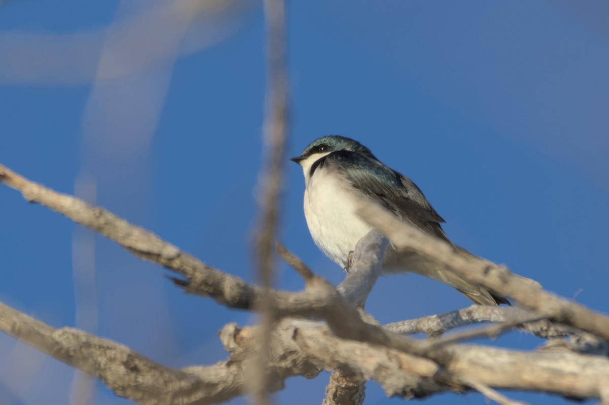 Tree Swallow - Mike Marin