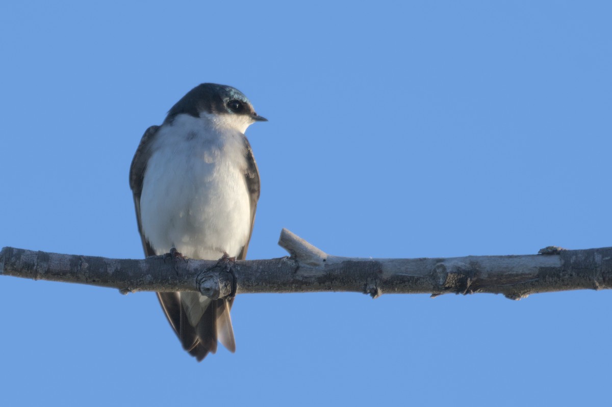 Tree Swallow - Mike Marin