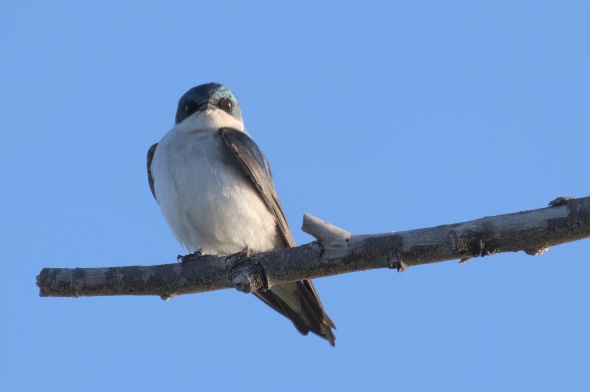 Tree Swallow - ML567579821