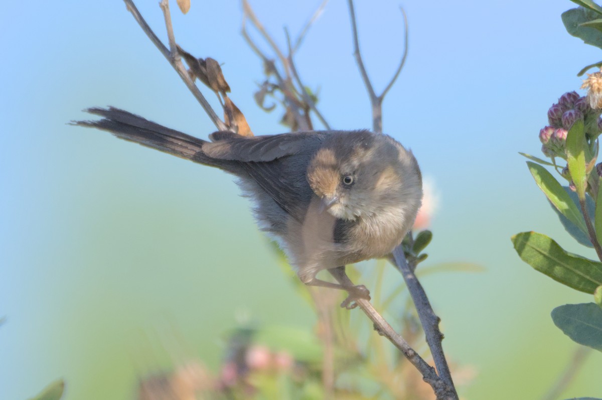 Bushtit - ML567580371