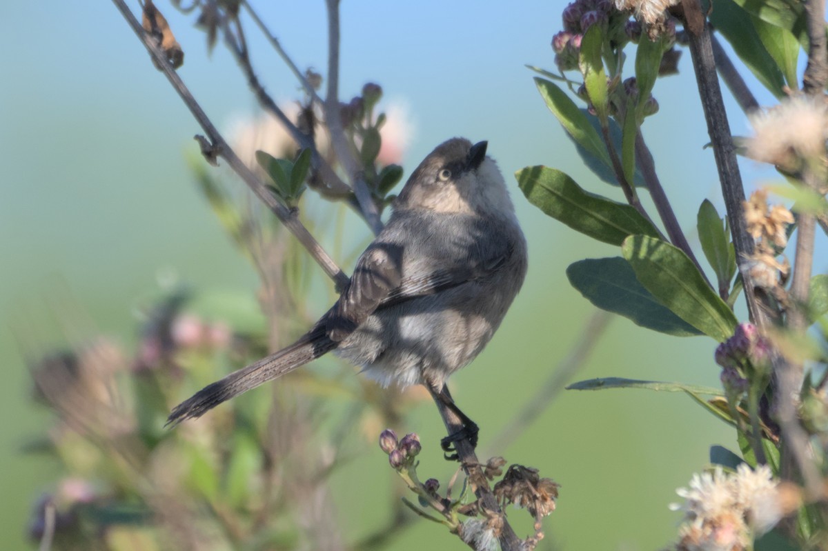 Bushtit - ML567580381