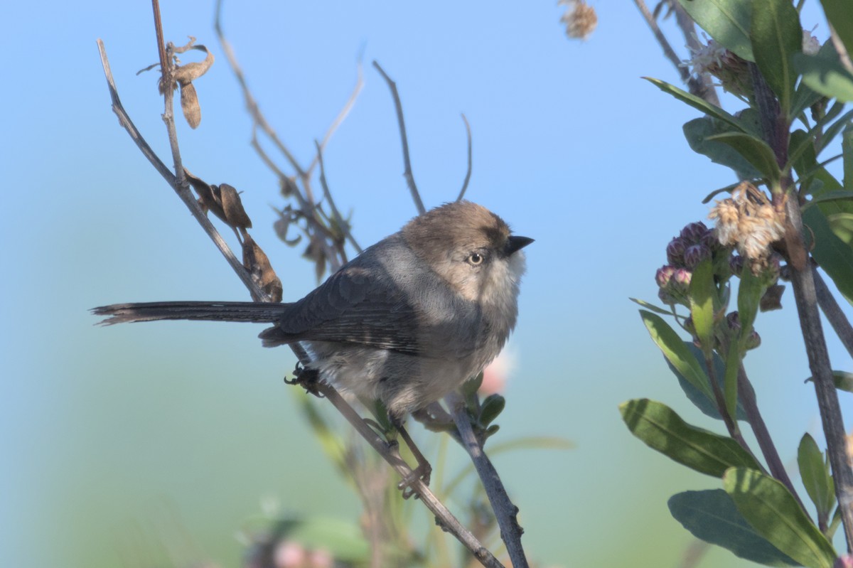 Bushtit - ML567580391