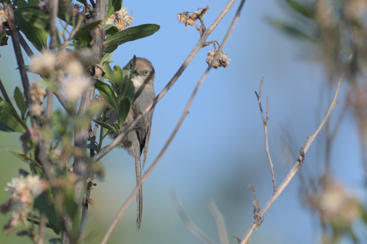 Bushtit - ML567580401