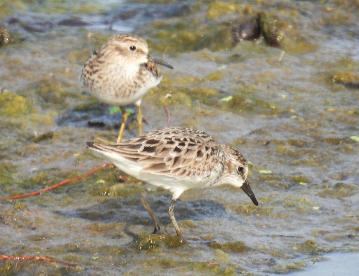 Semipalmated Sandpiper - Bill Pelletier