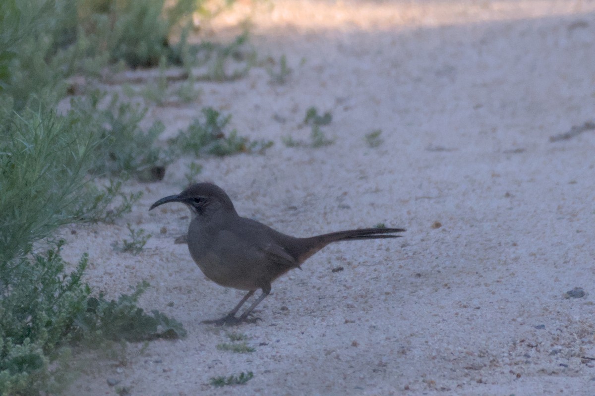 California Thrasher - ML567580571