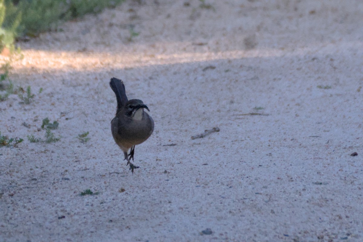 California Thrasher - ML567580581